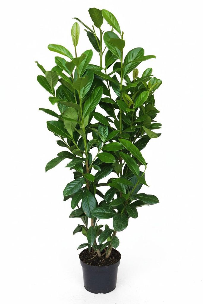 10 Stück Kirschlorbeer Pflanzen, Höhe: 100-125 cm, Produktbild 