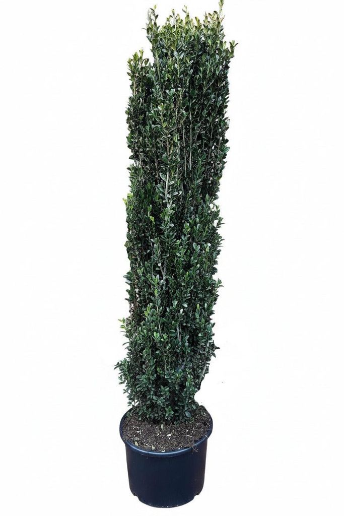 Säulenilex 160–170 cm – Ilex crenata Fastigiata - Produktbild 