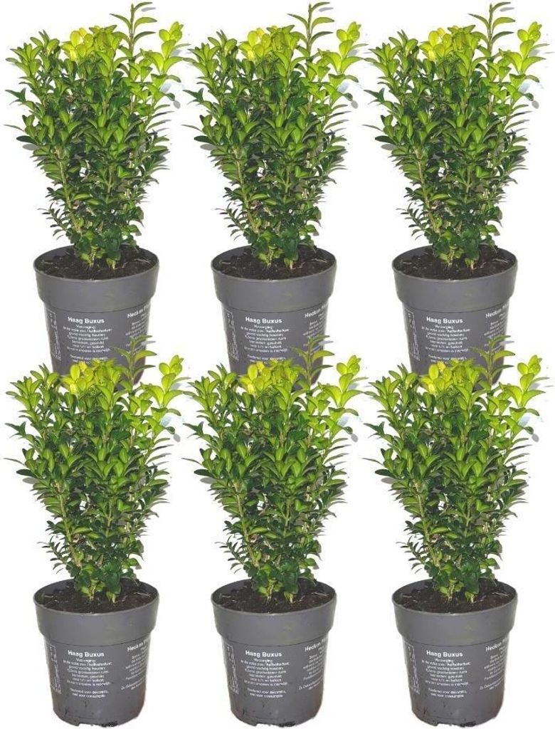 Plants by Frank - 1 Meter Buchsbaum - Buxus Sempervirens - Set von 6 winterharten Heckenpflanzen - Immergrüne Hecke - Frisch aus der Gärtnerei ge...