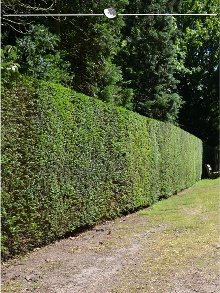 Gemeine Eibe Taxus baccata 160-180 cm, 25x Heckenpflanze