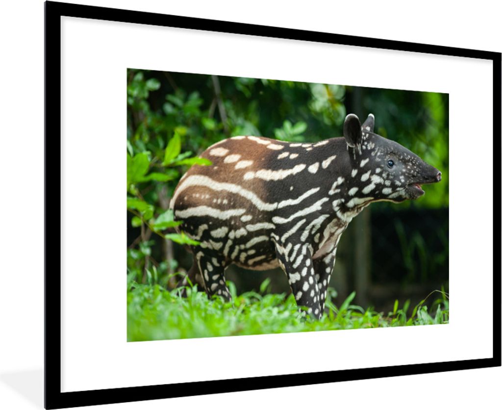 MuchoWow® MuchoWow® Gerahmtes Poster Junger Tapir im Produktbild 