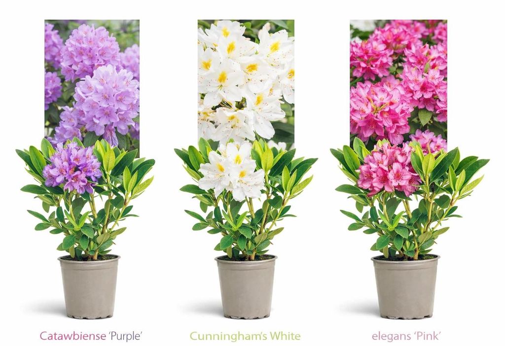 3er Set Rhododendron / Alpenrose  Lila, Rosa & Wei