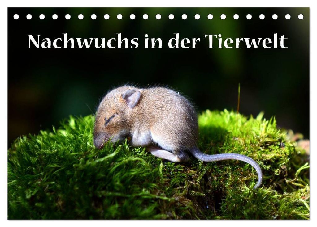 Nachwuchs in der Tierwelt (Tischkalender 2027 DIN A5 quer), CALVENDO Monatskalender