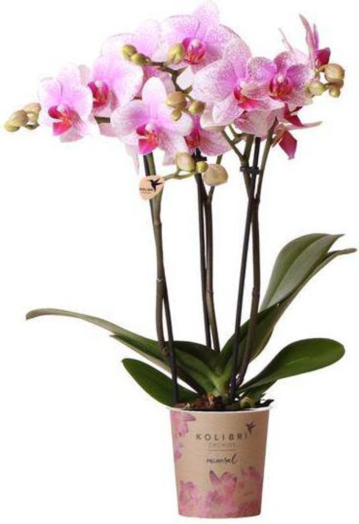 Orchidée Phalaenopsis « Mineral Rotterdam » rose, Ø 9 cm, Image du produit 