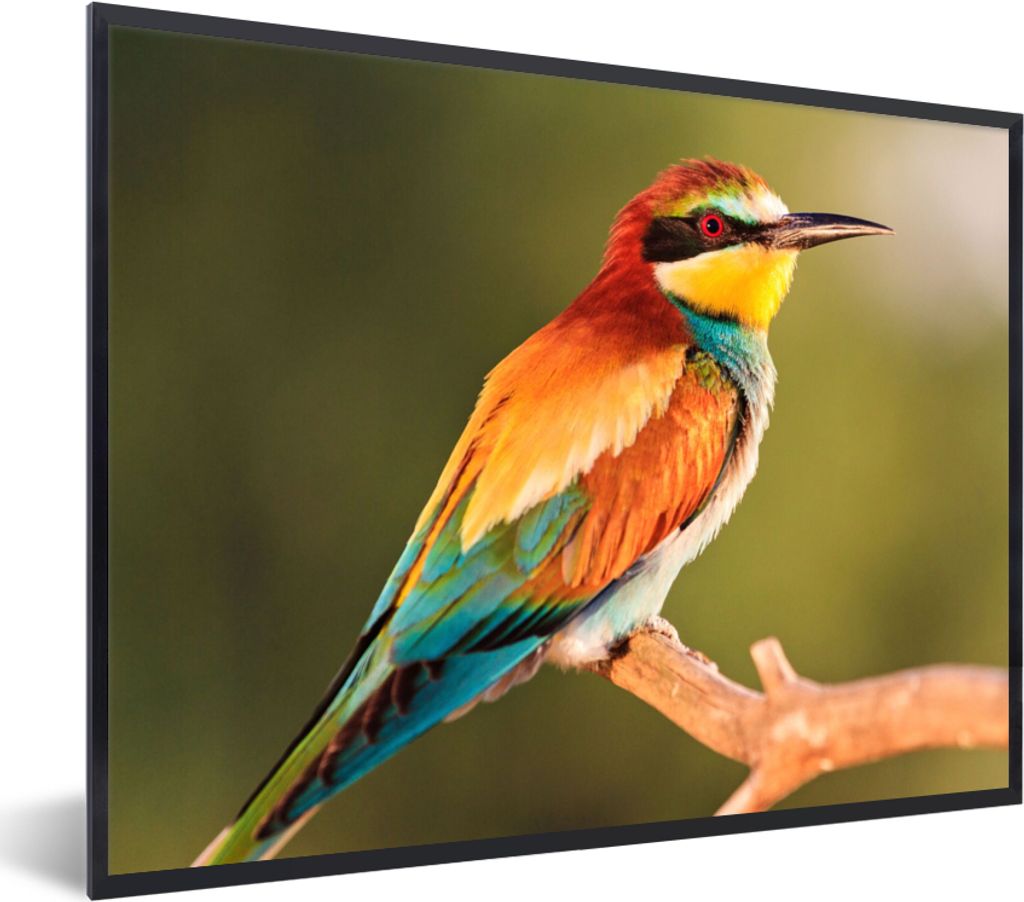 MuchoWow Gerahmtes Poster Vögel - Bienenfresser - Regenbogen - Tiere 40x30 cm - Poster mit Schwarzem Bilderrahmen Wandposter Rahmen Foto Bilder ...