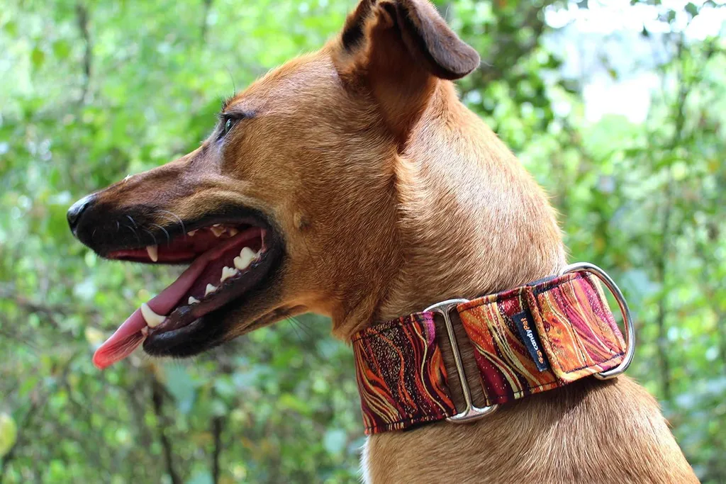 Collier de chien Martingale réglable et durable Largeur Spéciale XL - 2