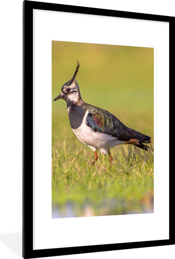 MuchoWow Gerahmtes Poster Vogel - Gras - Natur - Tiere - Kiebitz 60x90 cm - Poster mit Schwarzem Bilderrahmen Wandposter Rahmen Foto Bilder - Dek...