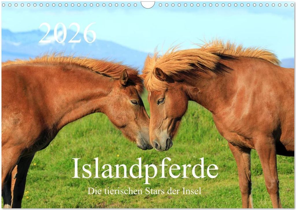 Islandpferde - Die tierischen Stars der Insel (Wandkalender 2026 DIN A3 quer), CALVENDO Monatskalender