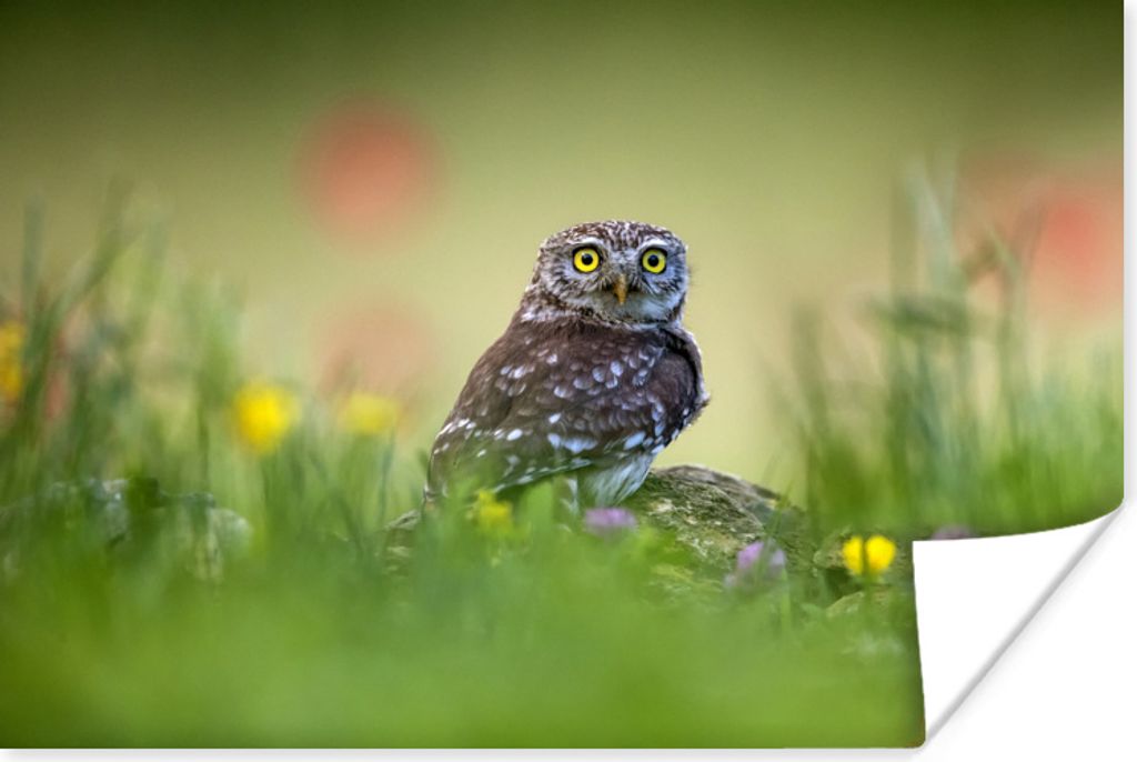 MuchoWow Poster Eule - Feld - Tier 120x80 cm - Bilder