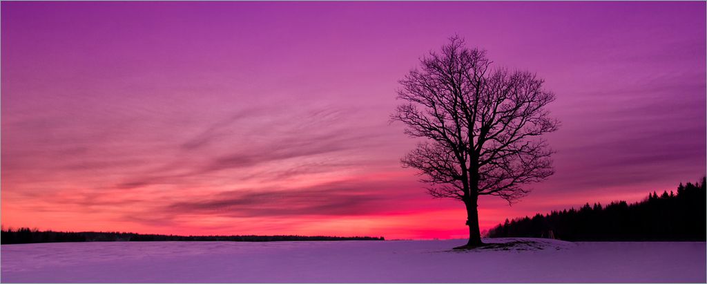 Wallario selbstklebendes Poster - Mond und Baum am Abend bei Schnee, Größe: 80 x 200 cm