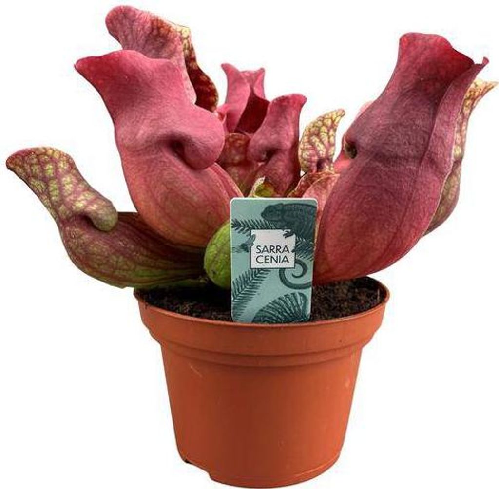 Fleischfressende Pflanze Sarracenia Maroon – Schlauchpflanze – Ø12cm – 23cm – Exotische Zimmerpflanze mit auffälligen Kannen – Pfleg...