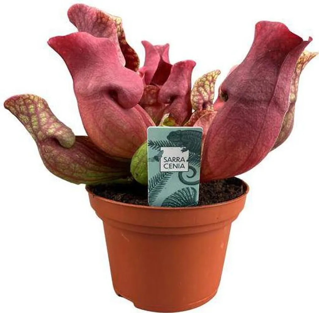 Sarracenia Maroon 23 cm : Grande Plante Carnivore Intérieur et Jardin