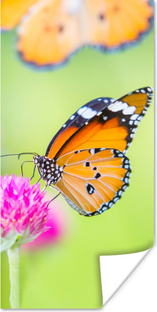 MuchoWow Poster Insekten - Schmetterlinge - Blumen 80x160 cm - Kinderzimmer