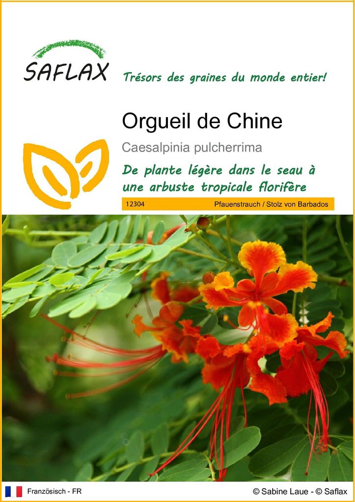 SAFLAX  - Orgueil de Chine - 10 graines - Caesalpinia Image du produit 