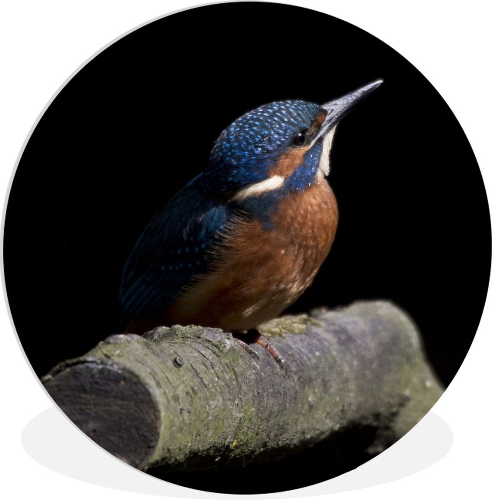 MuchoWow Rundes Wandbild - Runde Bilder Eisvogel - Federn - Vogel Ø 60 cm Kreis Wanddekoration Kunststoff - Wandkreis - Wandschmuck - Wand Kreis...