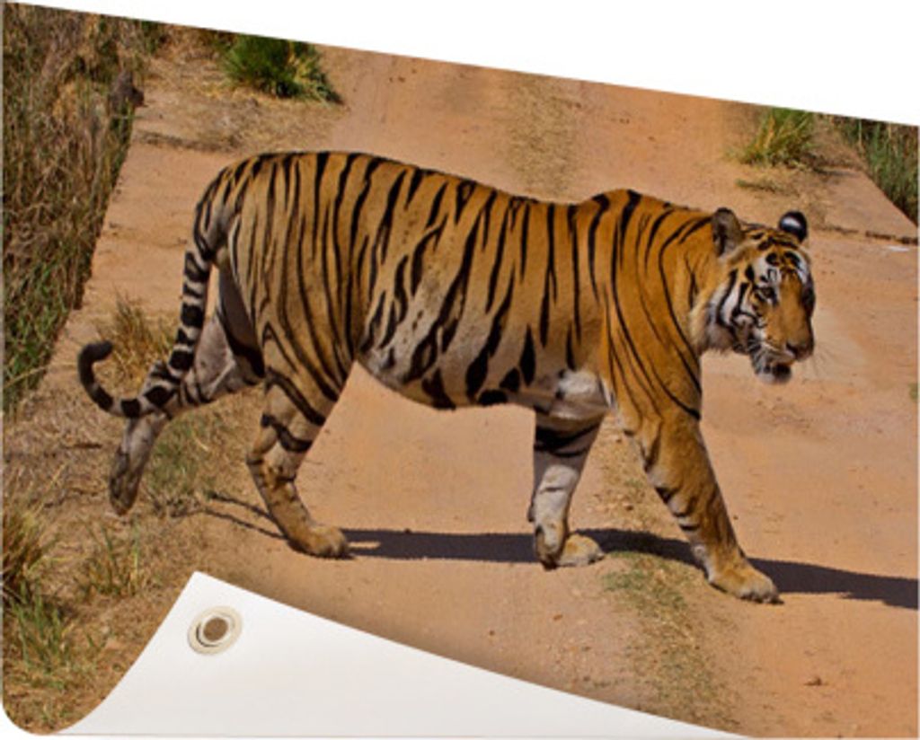 Gartenposter - 120x80 cm - Bengalischer Tiger kreuzt - Modernes Wandbilder - Wilde Tierposter
