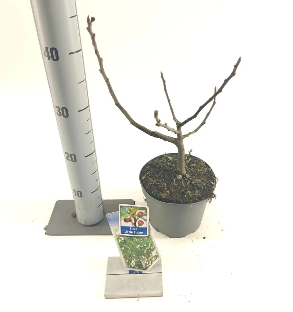 Figuier Little Miss Figgy : Variété autofertile et rustique de 30-40 cm en pot