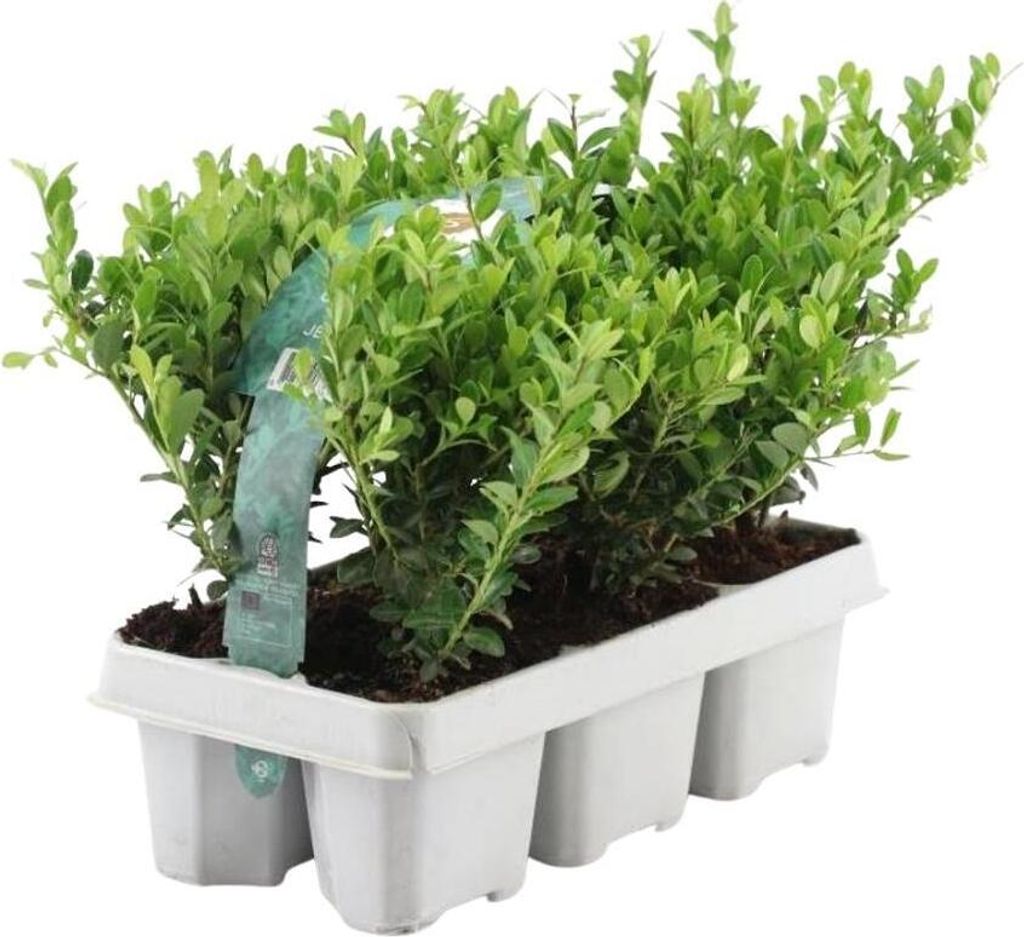 6 Stechpalme Winterhart | Heckenpflanzen Winterhart | 6 x Ø7 cm - 15 cm Ilex crenata Jenny | Heckenpflanzen | Buchs ersatz | Buchsbaum ersatz