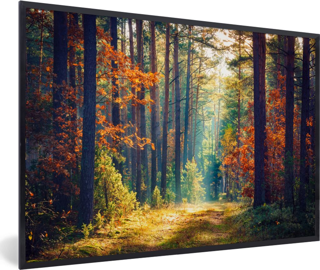 MuchoWow Gerahmtes Poster Wald - Sonne - Natur - Herbst 90x60 cm - Poster mit Schwarzem Bilderrahmen Wandposter Rahmen Foto Bilder - Fotorahmen -...