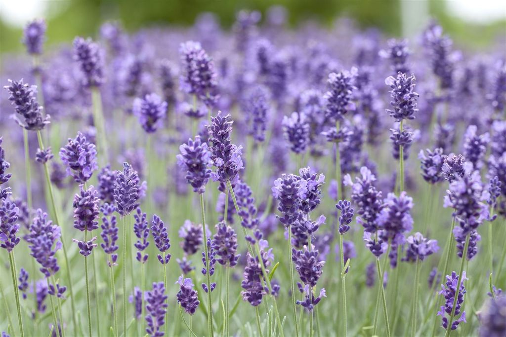 Lavandula angustifolia 'Hidcote Blue', Lavendel, tiefblau, 2 Liter Container