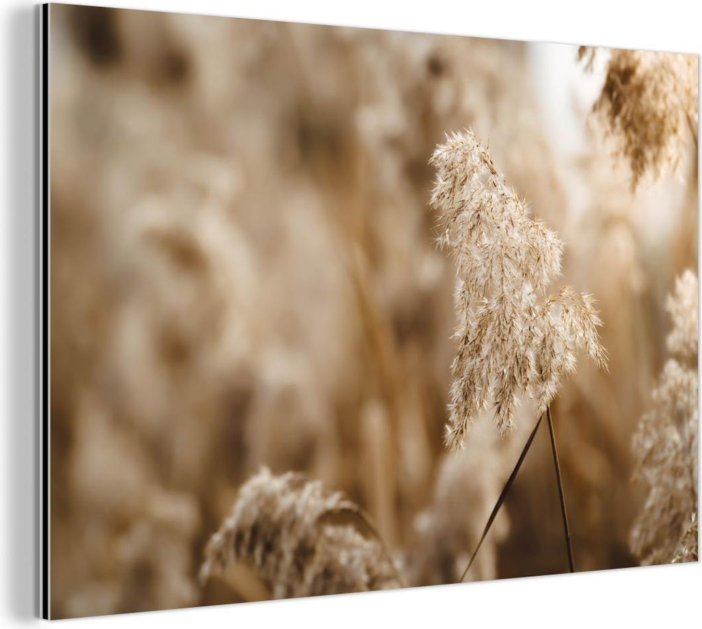 MuchoWow Wanddekoration Metall Metallbild Wandkunst 90x60 cm Schilfrohr - Pflanze - Natur - Beige MuchoWow Aluminium Gemälde - Wandbilder