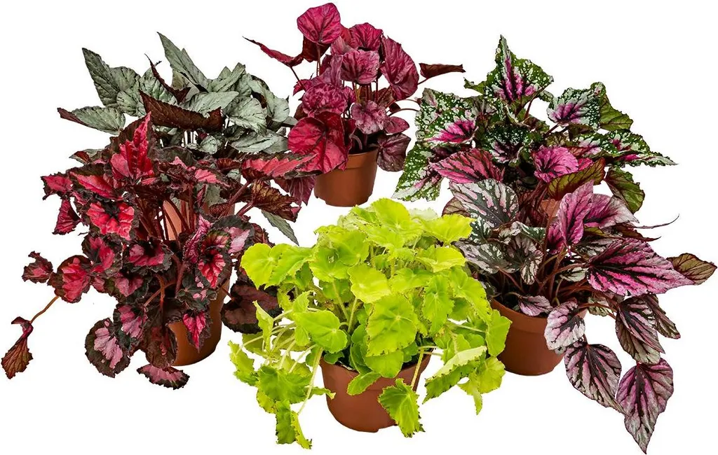 Plante d'intérieur Begonia Beleaf Mix, lot de 6 plantes vertes en pot