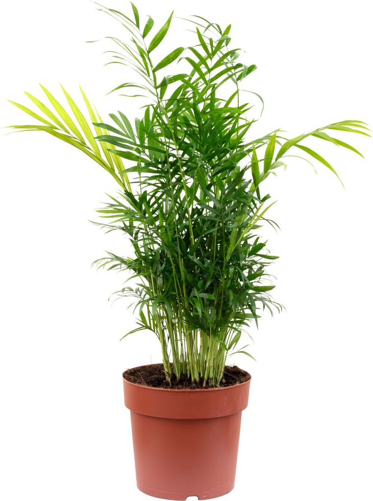 2er-Set Bergpalme Chamaedorea – Tropische Zimmerpflanze, pflegeleicht, 65 cm hoch, Topf-Ø 17 cm