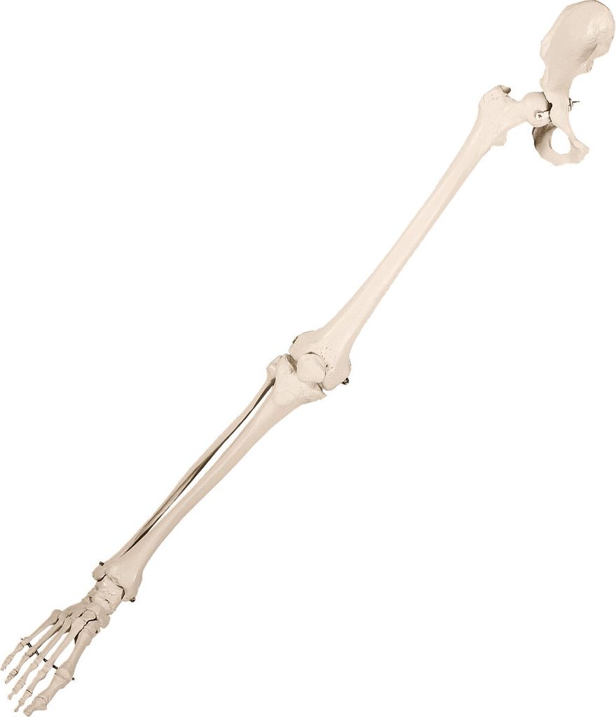 Bewegliches Beinskelett mit Fuß und halbem Becken, Anatomie Produktbild 