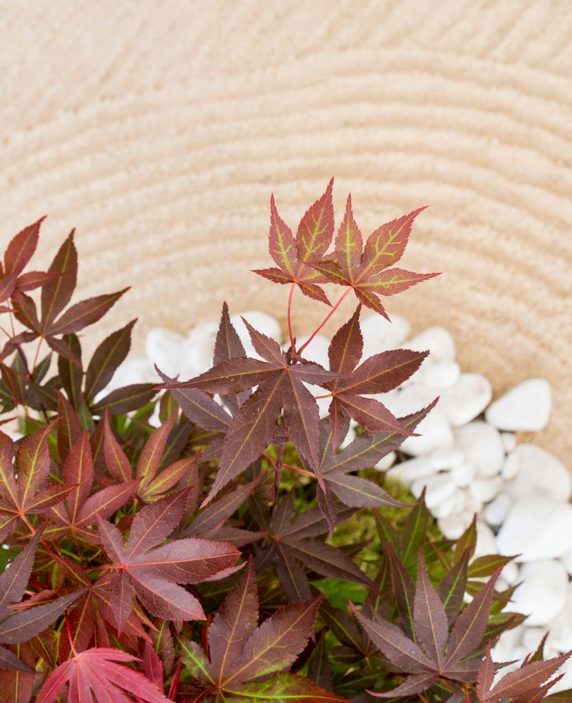 Japanischer Ahorn | Acer Palme. \'Atropurpureum\' pro Stück Produktbild 7