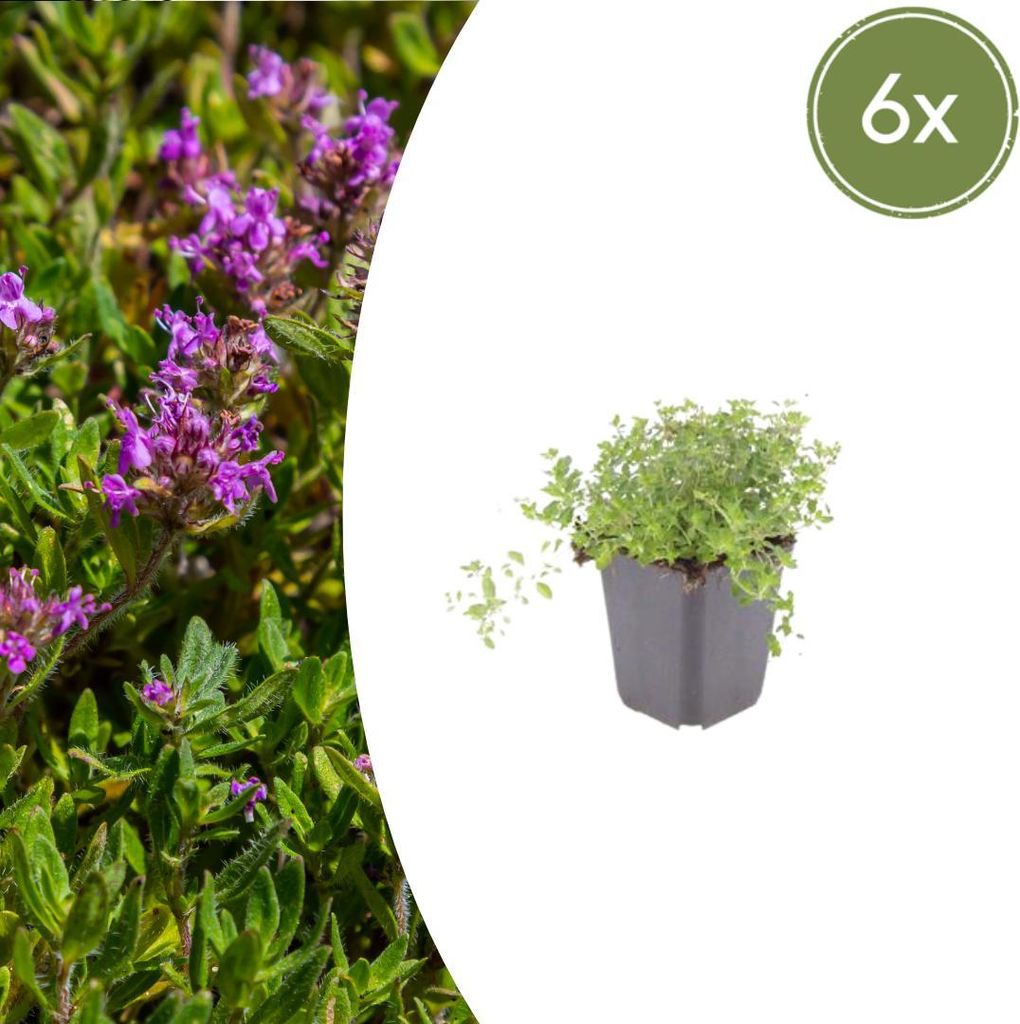 Thymus serpyllum | 6 Stück - 10-25cm - Ø9cm - Gartenpflanze