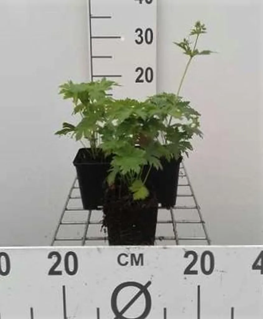Plantes vivaces Geranium sylvaticum Mayflower - Lot de 6 godets 9cm