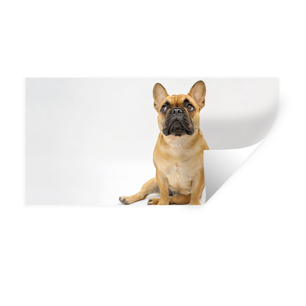 MuchoWow Wandtattoo Wandsticker Wandaufkleber Französische Bulldogge - Weiß - Braun 160x80 cm Selbstklebend und Repositionierbar - Sticker - De...