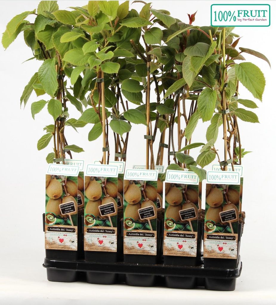 Kiwi Jenny - Actinidia chinensis 'Jenny' - Produktbild 