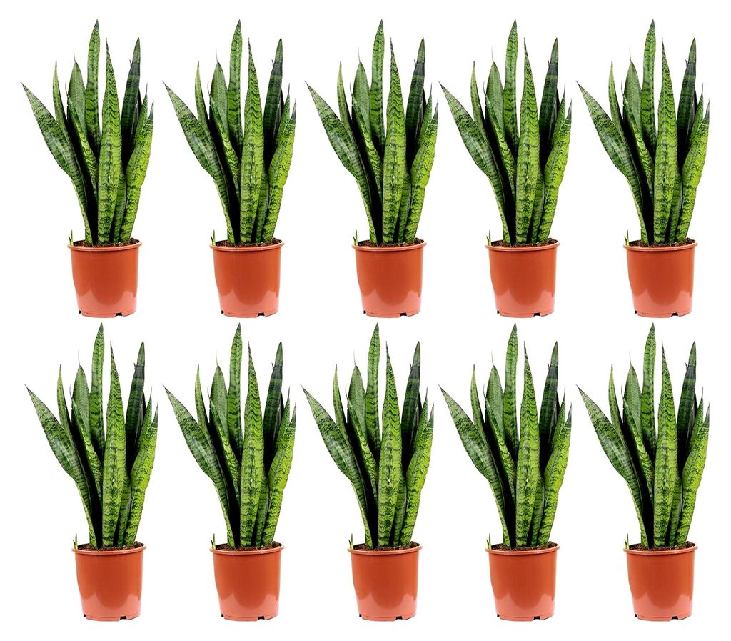 10er-Set Bogenhanf - echte Zimmerpflanze, Sansevieria zeylanica - Höhe ca. 65 cm, Topf-Ø 17 cm