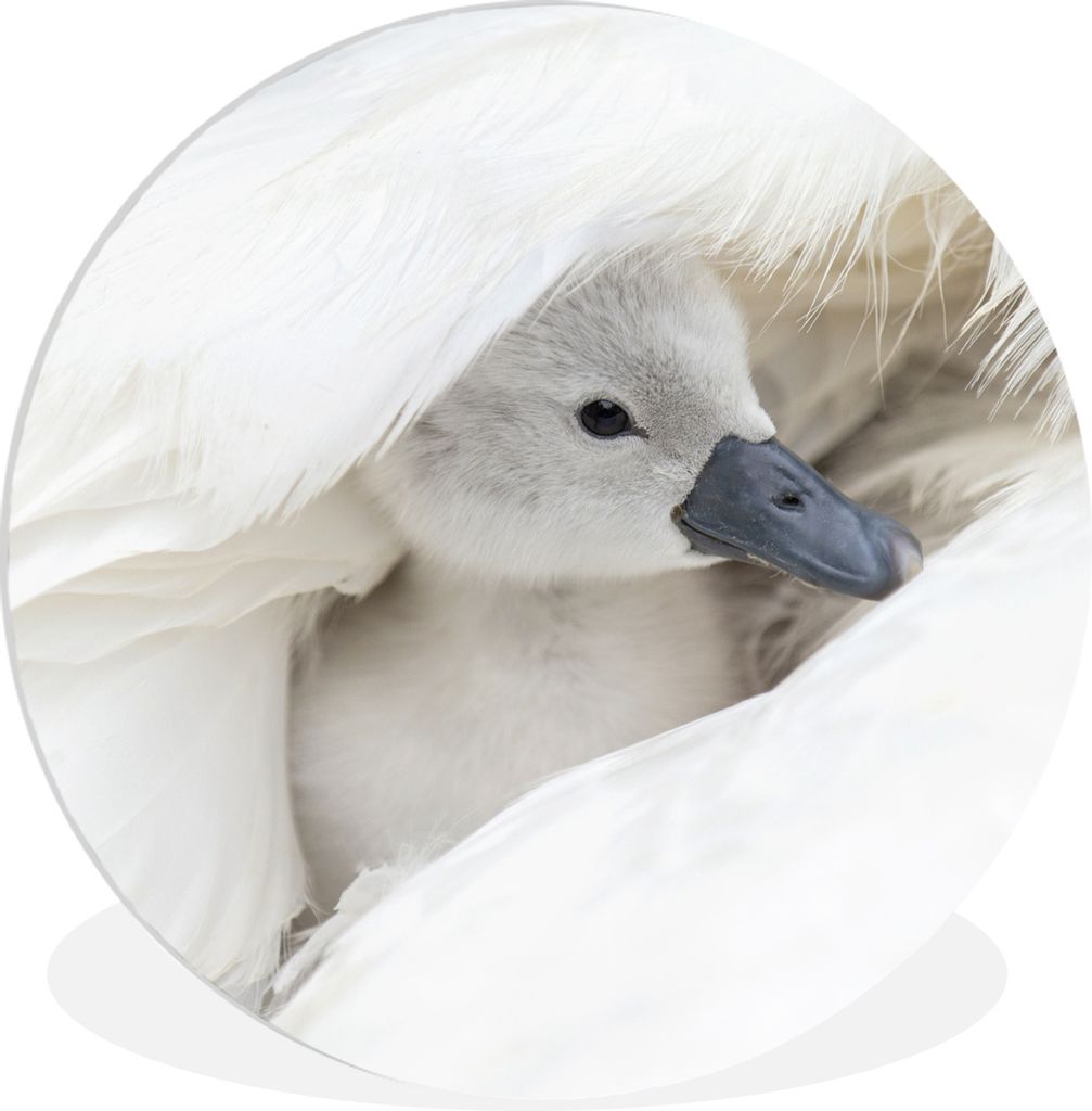 MuchoWow Rundes Wandbild - Runde Bilder Baby - Schwan - Küken Ø 30 cm Kreis Wanddekoration Kunststoff - Wandkreis - Wandschmuck - Schlafzimmer ...