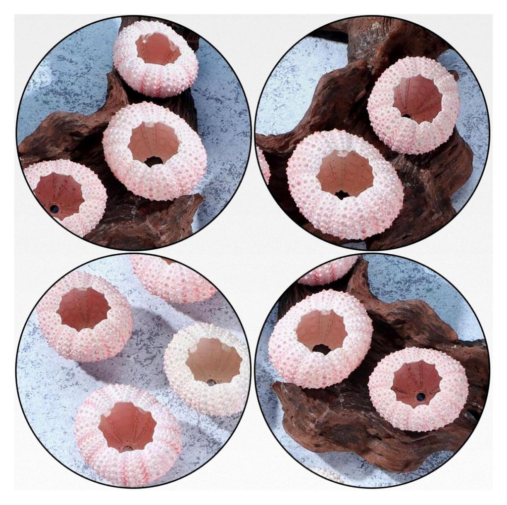 10 Stück Natürliche Seeigelschalen 4 cm als Pflanzgefäß für Tillandsien Bunte Luftpflanzen Töpfe zur Tischdekoration und Bastelmaterial in Zu...