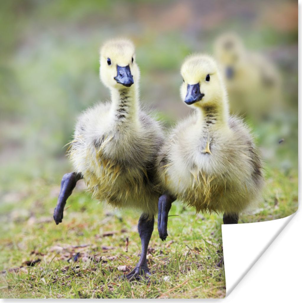MuchoWow Poster Gans - Küken - Gras 30x30 cm - Wandposter - Printing