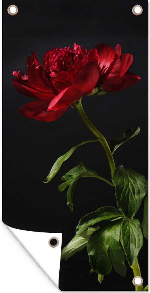 MuchoWow 30x60 cm Outdoor-Poster Gartendeko Sichtschutz Garten Poster für den Garten Eine einzelne rote Pfingstrose mit schwarzem Hintergrund