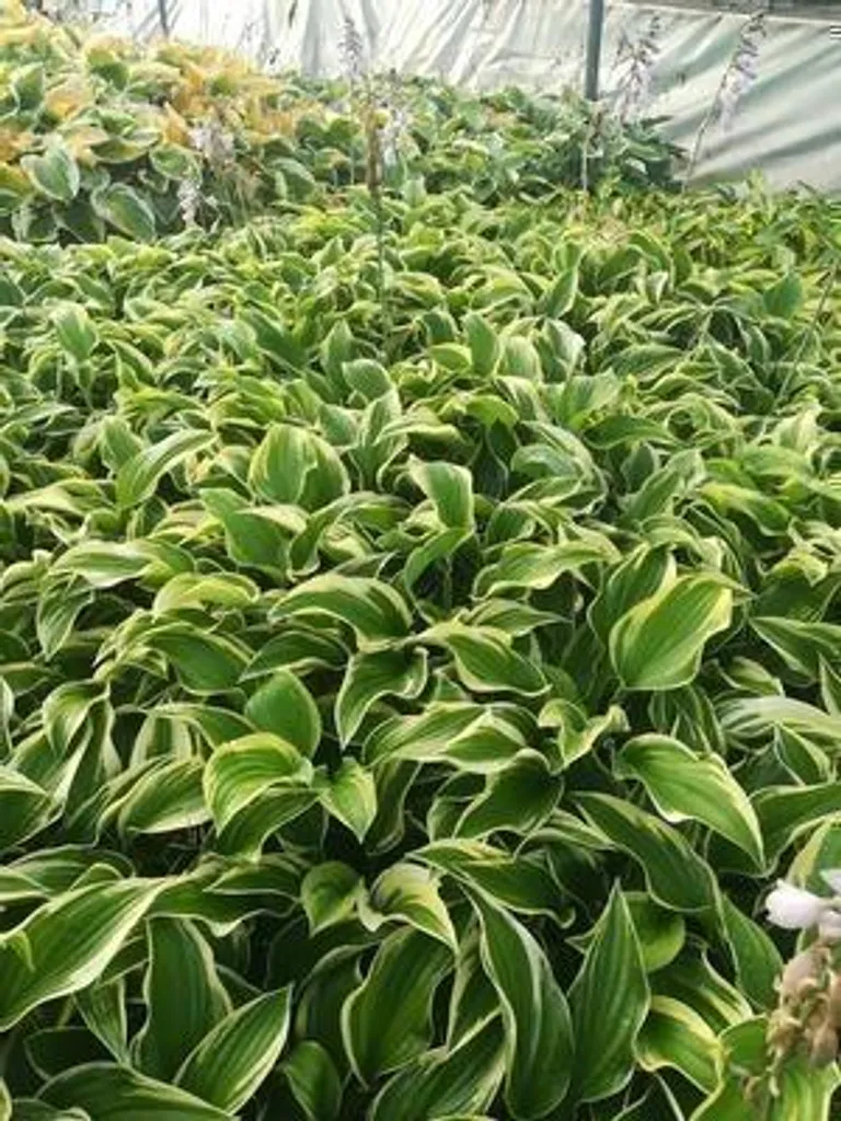 Hosta 'Mama Mia' pour Aménager vos Coins d'Ombre - 6 Plants en Pot
