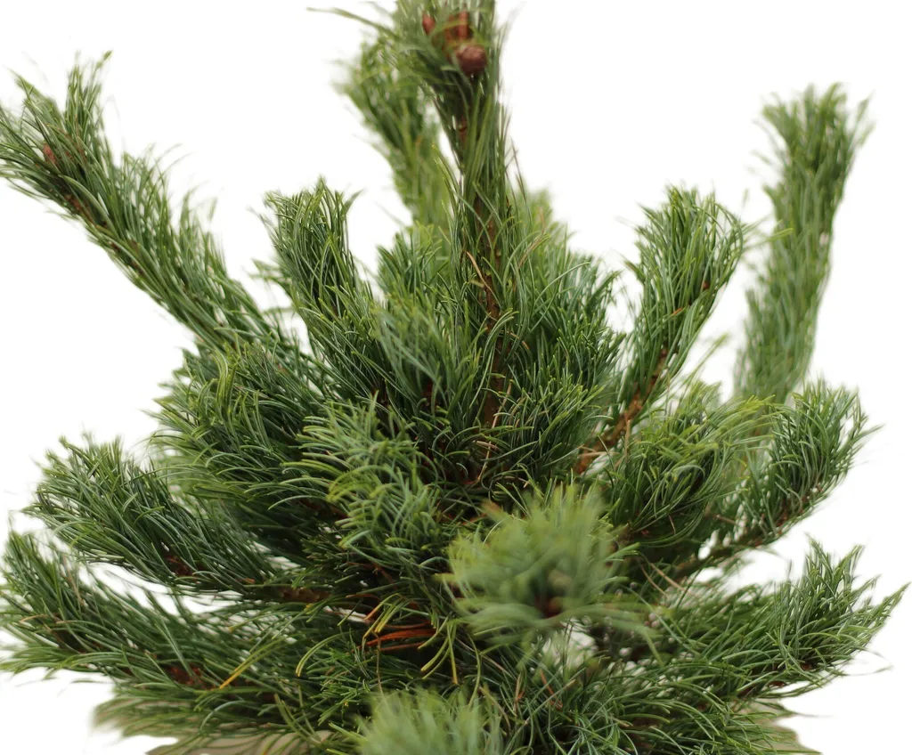 Pin rouge du Japon nain Pinus densiflora Low Glow - Spécimen 25-30 cm