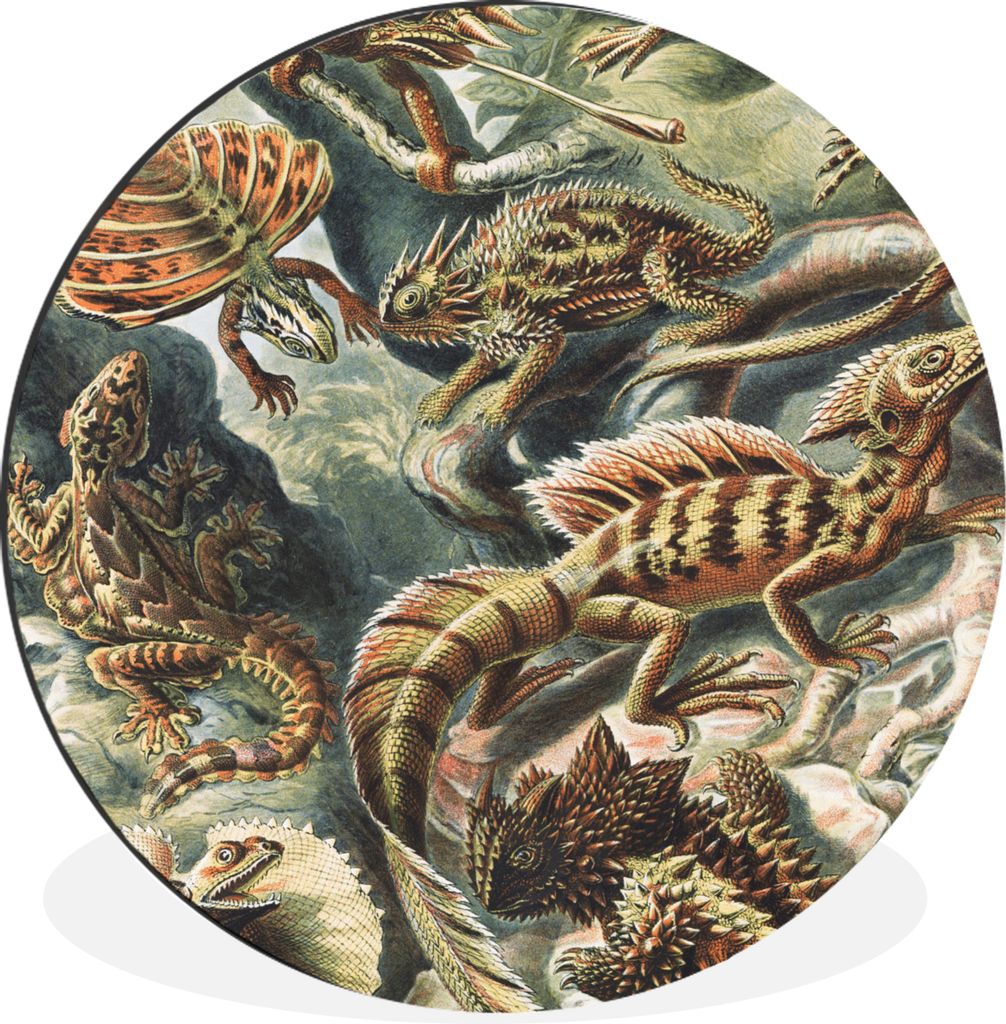 MuchoWow Aluminium Wandkreis Jahrgang - Kunst - Ernst Haeckel - Salamander - Tiere Ø 30 cm Wanddeko Modern Wohnzimmer - Wand Bild - Wohnzimmer -...