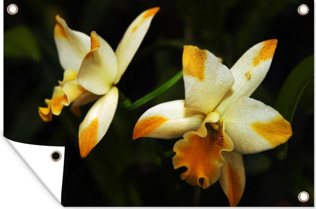 MuchoWow 60x40 cm Outdoor-Poster Gartendeko Sichtschutz Garten Poster für den Garten Zwei Orchideenblüten