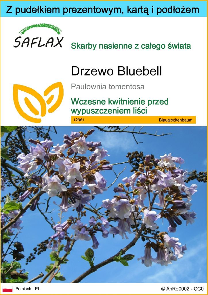 SAFLAX - Zestaw prezentowy - Drzewo Bluebell - 200 Nasiona Zdjęcie produktu 
