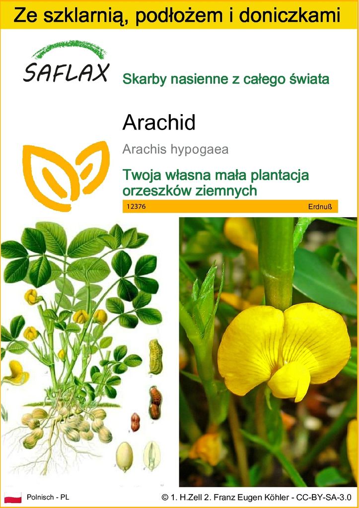 SAFLAX - Zestaw do uprawy - Arachid - 8 Nasiona - Z mini Zdjęcie produktu 