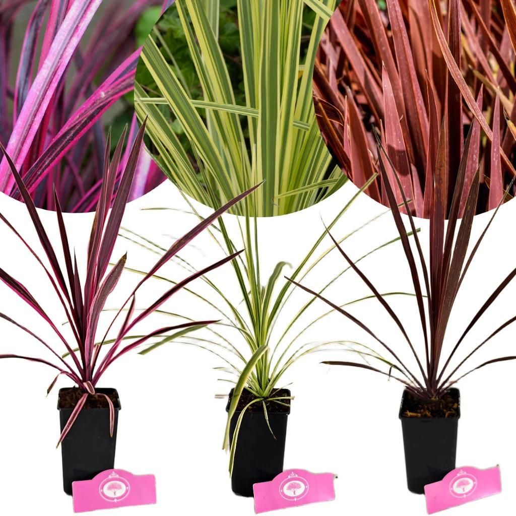 Set mit 3 Cordylinen – Cordyline australis 'Lime Passion' , 'Pink Passion' , 'Red Comet' – 9-cm-Topf
