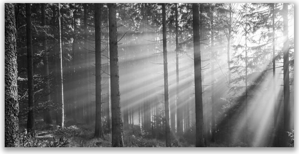 Küchenrückwand aus Glas 140x70cm Spritzschutz Wald Natur