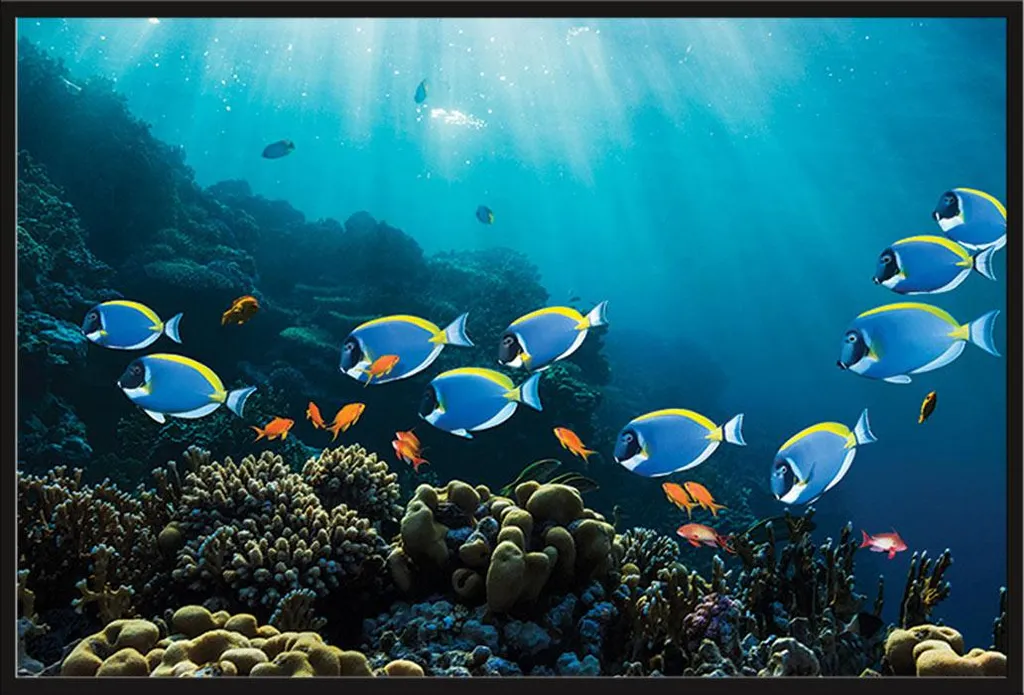 Poster Marine Surgeonfish & Goldies avec cadre amovible et vitre acrylique