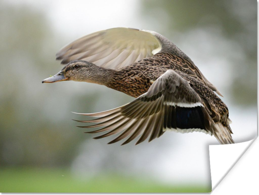 MuchoWow Poster Ente - Fliegen - Federn 80x60 cm - Kunst für zu Hause