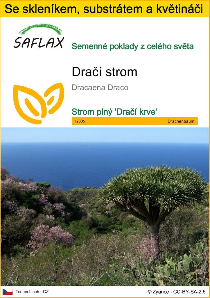 SAFLAX Kultivační sada - dračí strom - Dracaena Draco - 5 Obrázek produktu 