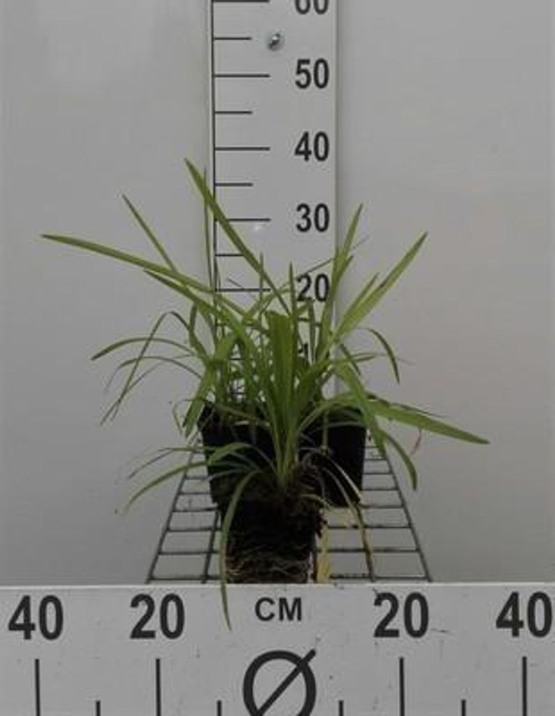 6 x Liriope musc. 'Monroe White' ( 'alba') - Lilientraube - Topf 9 x 9 cm